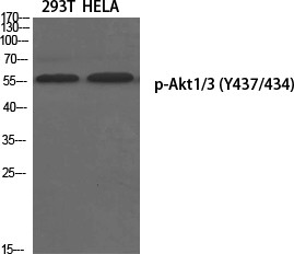 Akt1/3 (phospho Tyr437/434) Polyclonal Antibody
