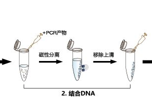 磁珠法PCR产物纯化试剂盒