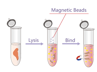 磁珠法DNA凝膠回收試劑盒